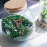 A close-up view of lush terrariums in glass jars, showcasing vibrant green plants and moss.