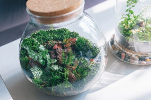 A close-up view of lush terrariums in glass jars, showcasing vibrant green plants and moss.