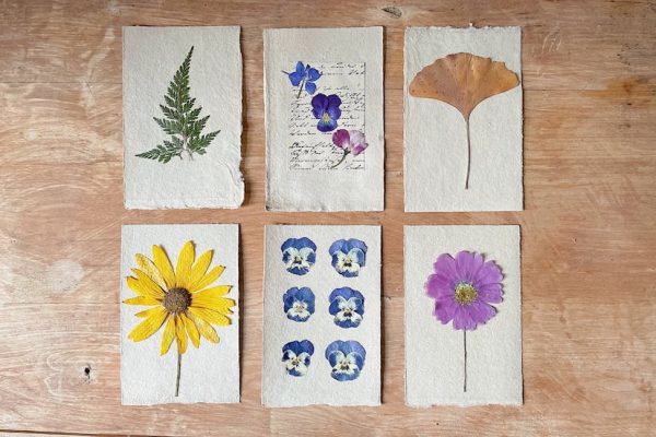 Discover detailed herbarium cards with pressed flowers on a rustic wooden table, showcasing botanical art.